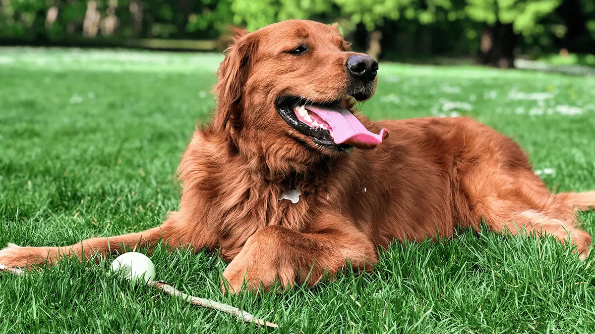 💩 Is Dog Poop Dangerous? 🐾 5 Reasons to Keep Your Yard Clean This Summer ☀️